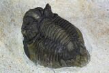 Acanthopyge Trilobite - Morocco #126920-3